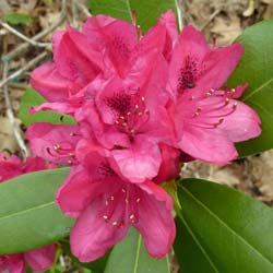 'Rhododendron rose ''Nova Zembla'' / Rhododendron Nova Zembla'